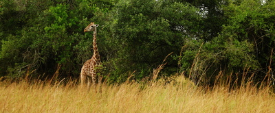east africa, picture 3: akagera. click on the image to go to the next picture